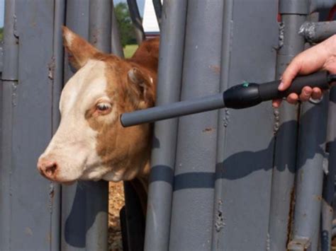 rfid chip implant for cattle|implantable biosensor for cows.